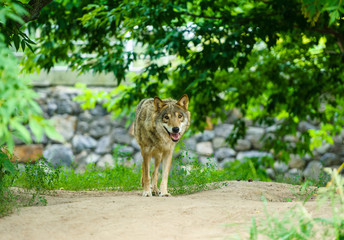 Wolf