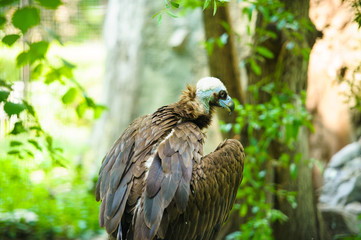 vulture
