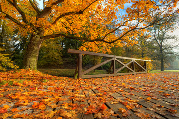 Beautiful autumn tree with fallen dry leaves