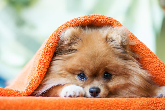 Pomeranian puppy with ladybirds