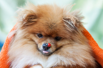 Pomeranian puppy with ladybirds