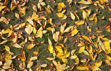 Yellow autumn leaves on the grass. Autumn background