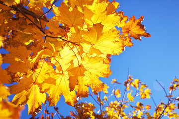 Fototapeta na wymiar Beautiful yellow red colorful autumn maple leaves