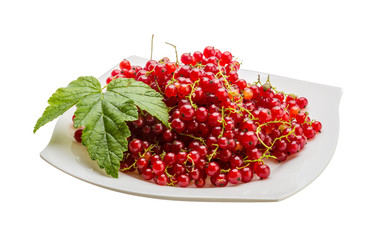 Red currant