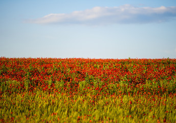 beautiful bright red poppy flowers