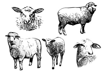 Obraz premium ilustracje wektorowe owiec