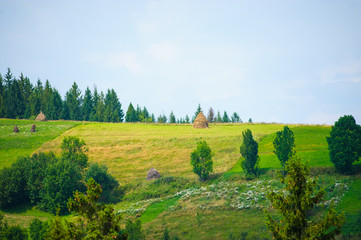 Naklejka premium summer in the mountains. Carpathian, Ukraine, Europe.
