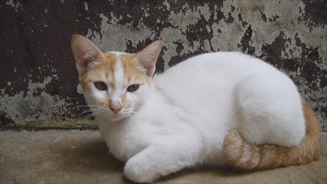 Adorable white cat laying on cement floor