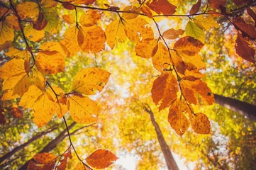 Fotobehang Orange autumn © vitalik_photo