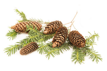 Pine cones at the fir branch