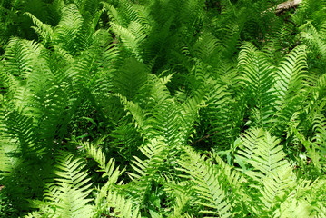Fern background