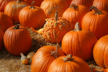 Fall pumpkin patch for Halloween, Thanksgiving, seasonal.