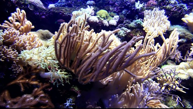 Coral reef scene