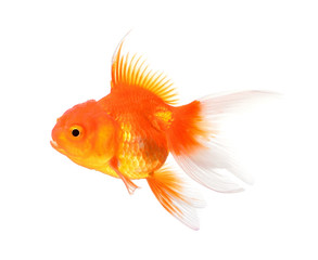 Gold fish isolated on a white background.