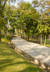 forest at road