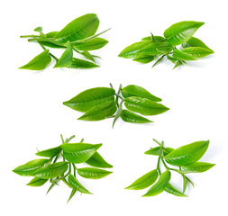 green tea leaf isolated on white background - obrazy, fototapety, plakaty