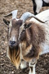 Cute Bearded Goat With Horns