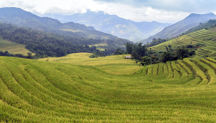 Obraz premium Terraced rice field