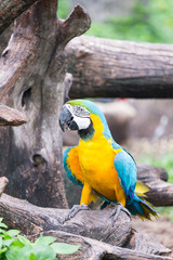 macaw