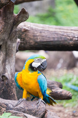 macaw