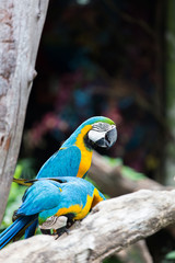 macaws