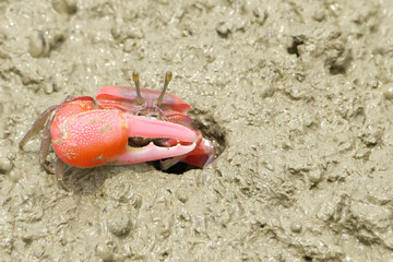 Portrait of a Red Crab