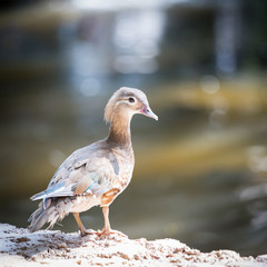 Female Duck