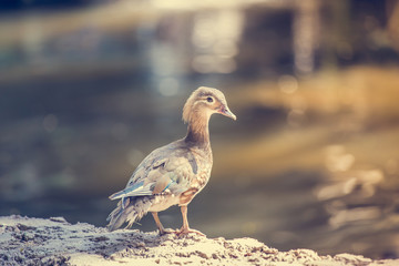 Female Duck