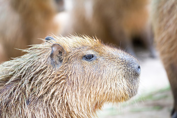 Capybara (Hydrochoerus hydrochaeris)