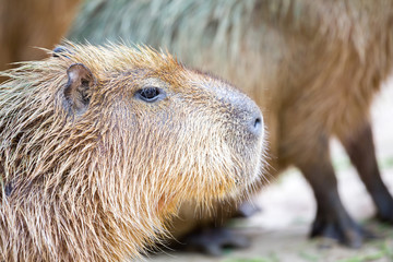 Capybara (Hydrochoerus hydrochaeris)