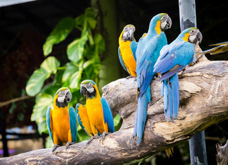 scarlet macaws on the tree