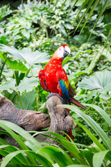 scarlet macaws on the tree