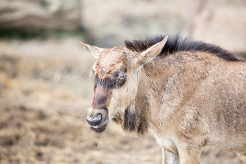 Fototapeta premium Young Wilderbeest