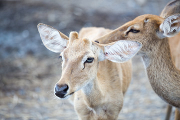Fototapeta premium Impala