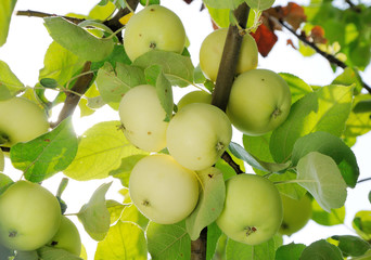 grope of white apples on the branch