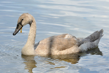 Gray baby swan on water