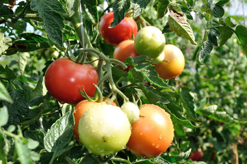 Bunch of red tomatoes