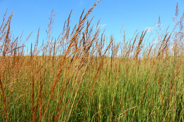 Nachusa Grasslands Illinois