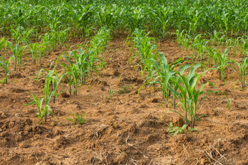 Fototapeta na wymiar Corn crop was planted as rows growing on the soil fertility.