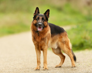 Adult German Shepherd Dog