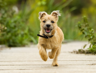 Cairn Terrier Puppy