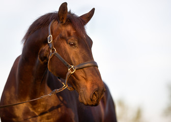 Fototapeta premium Brown horse