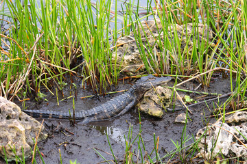 American Alligator (Alligator mississippiensis)