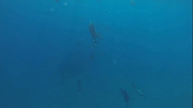delfine im roten meer machen luftblasen unterwasser