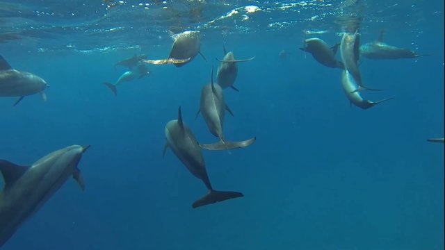 delfine beim tauchen im roten meer kommen an die oberflaeche