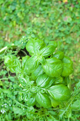 Basil leaves over green background