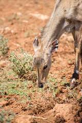 Obraz na płótnie Canvas Young antilope eating in national park.