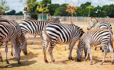 Fototapeta na wymiar Mountain zebras in national park. Equus zebra.