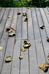 dry leaves on wooden floor