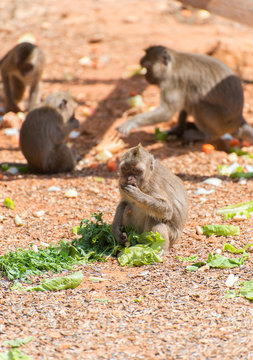 Few monkeys eating in national park.